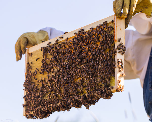 2020 National Honey Bee Survey đ