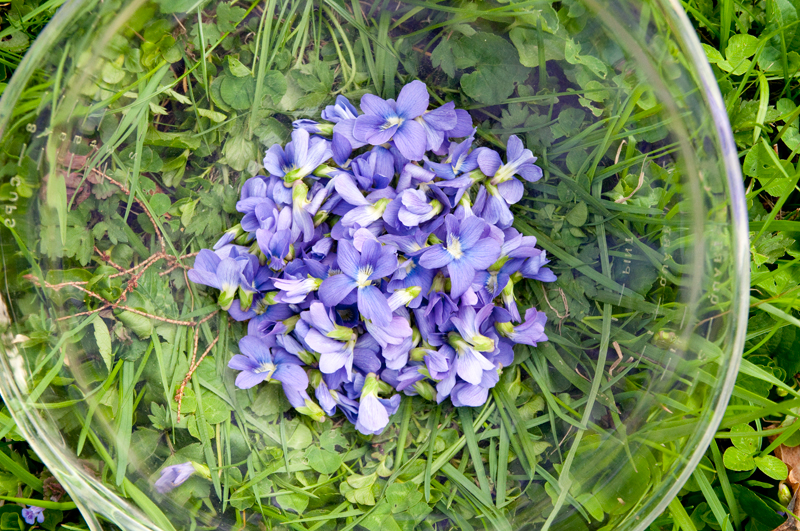 lovely-violets